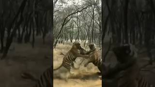 tigers deadly fight !😱