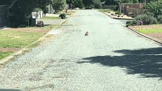 Spotted Eagle Owl catches Lizard and eats it in broad daylight