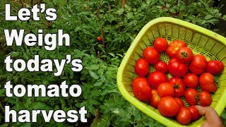 Vlog 5 - Let's weigh the tomato harvest