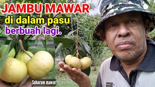 JAMBU MAWAR DI DALAM PASU/POT | SEHARUM MAWAR