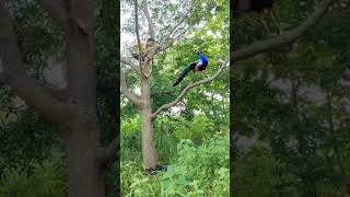 peacock Catching Deer 🦌 catching my village jungle VFX funny 😱#wildlife #animals #shorts