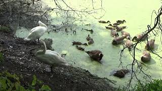 WILDLIFE IN OCAS AUDUBON SANCTUARIES towards the end of an extremely dry summer