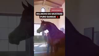 Ronco do Mustang carro vs relincho do cavalo Mustang 🐎