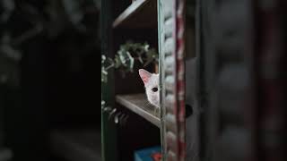 Peek-a-Boo! White Cat Hides in Bookshelf and Surprises Viewer