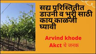 सद्य परिस्तितीत डावनी व भूरी साठी काय काळजी घ्यावी || Arvind Khode  || AKCT चे जनक