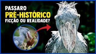 Á incrível Ave bico-de-tamanco ( Balaeniceps rex) #aves