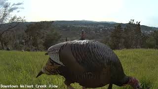 Turkeys Eating