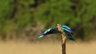 Relaxing Nature Video/Indian Birds #shortvideo