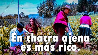 la venganza de las chacras.