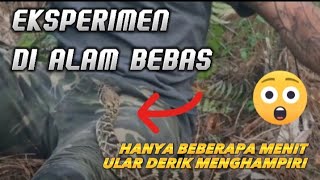 Terjebak dalam kawasan ular Derik, ini yang dia lakukan