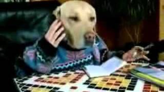 dog phone call