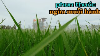 Phun ngừa muỗi hành để đảm bảo năng suất #18 l Thanhdotv