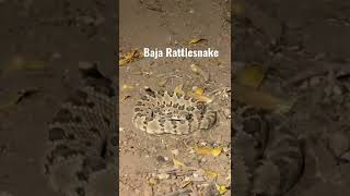 Baja Rattlesnake Behind our Hotel in Mexico 🇲🇽