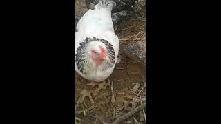 Rocky Rooster and Angie are very talkative this morning