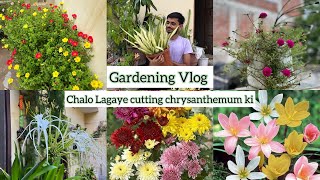 Gardening Vlog l Chalo Chrysanthemum Ki Cuttings lagaye 🌸🌼