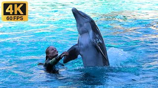 Приключения дельфинов 2024 🐬 (Полное шоу) SeaWorld Orlando в 4K #seaworldorlando #dolphins