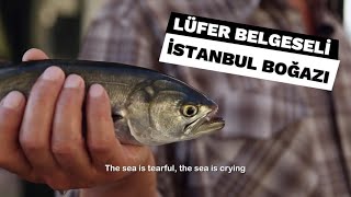 Lüfer Belgeseli. İstanbul Boğazındaki Tehlike. İzle İzlet . #lüfer #balık #istanbul #tehlike #olta