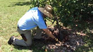 Proper Watering of Young Trees