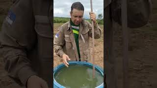 Utilizando gel de plantio na floresta de Mogno Africano.