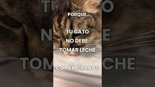 no le des leche a tu gato #mascotas #pet #cat #gatos #adoptaungato