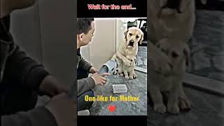 Dog Respect video  🙏🙏 Mother Love Sigma Rules #shorts #respect #mother #dog