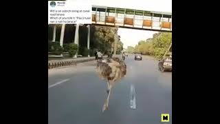 😂Ostrich Running on the middle of Road in Lahor😂😂