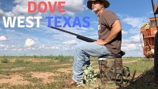 More TEXAS dove hunting!