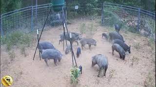 Gate drop on a few wild hogs #wildhogs #hogtrap #hogdog #hunting #deerhunting #catchdog #hogtraps