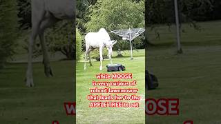 white MOOSE is very curious of the roboot lawmower that leads her to the apple tree to eat #shorts