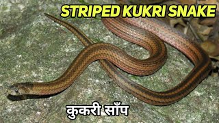 Striped Kukri snake Documentary| Tamil Nadu कुकरी साँप