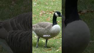 Learn more about Canadian Geese #vsharp #chinstrap #