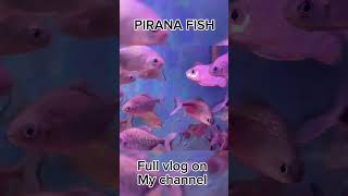 Pirana Fish | Fish Tunnel Aquarium #lakhanambarsariya #piranafish #trendingshorts #shorta