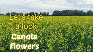 CANOLA FLOWER FIELD + WE PICKED APPLES