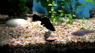 BATTLE FOR THE ALGAE WAFER! fish vs algae eaters vs pleco's!