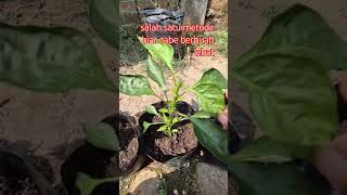 Potong Pucuk Cabe Pruning Cabe agar Cabe berbuah Lebat