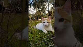 cat #youtube #viral #cat قطط مضحكة للاطفال برقل و فرعون