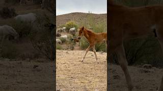 Wild Foal looking for his Mama #wildanimals #horsevideo #amazinghorse #wildhorse #babyhorse