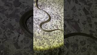 #reels #youtube #india #sagar_sahu_0 #snake #trend #youtubeshorts #animalrescue #ytshort #instagram