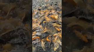 Fish Feeding in Farm Ponds #fishing #01