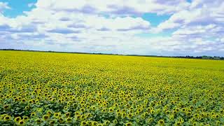 Sunflower 'field drone footage