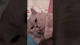 This is Love #shorts #tiktok #cat #kitten #kitty #pet