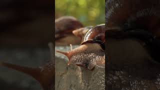 snail movement