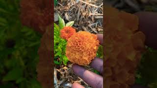 Grow Massive Marigolds #gardening #louisiana