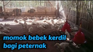 momok bebek kecentet/kerdil bagi peternak || bebek pedaging