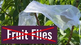 Small Scale Fruit Fly Protection