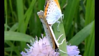 Großer Feuerfalter (Lycaena dispar) Paarung. Am 05.06.2013 erstmalig in Linz nachgewiesen.