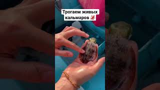 Нашли лодку с кальмарами на Самуи