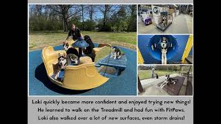 Loki the Husky's Board and Train program | Chattanooga TN Dog Training