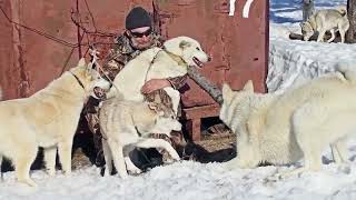 Ахиллес с лайками и волэндами знакомится в питомнике