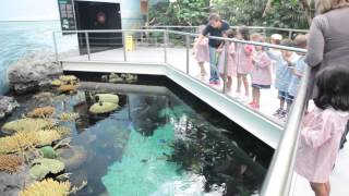 Atividades para crianças do ensino Pré-Escolar no Oceanário